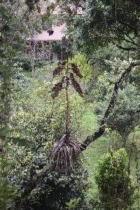 Image of Tillandsia fendleri