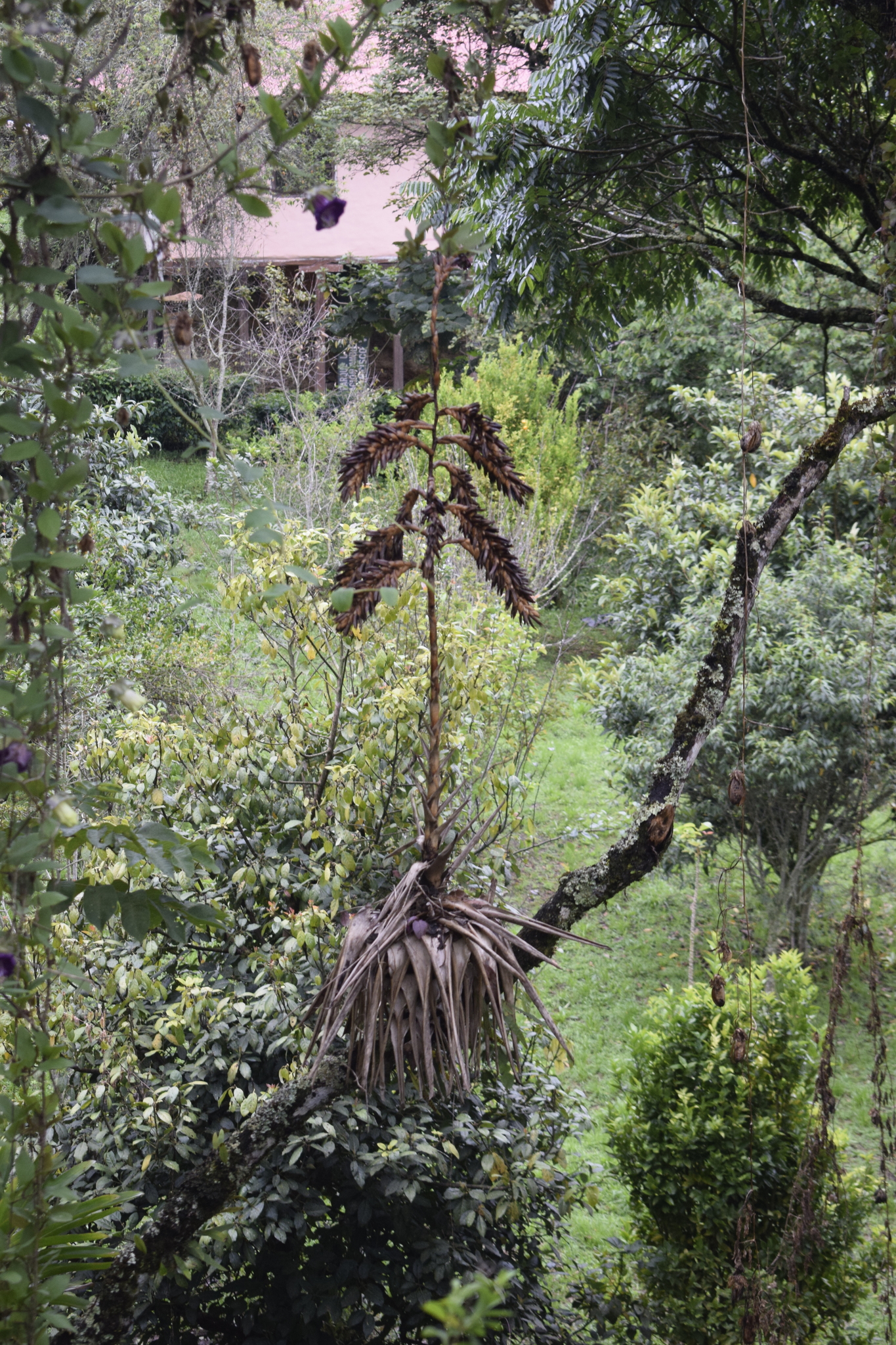 Tillandsia fendleri image