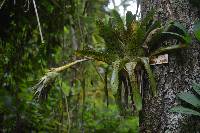 Tillandsia biflora image