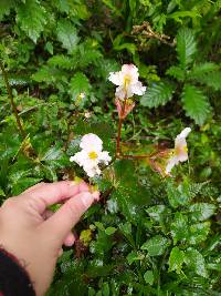 Begonia acerifolia image