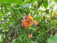 Lantana camara image