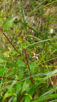 Monochaetum lineatum image