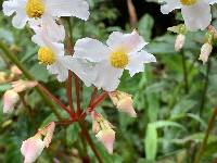 Begonia acerifolia image