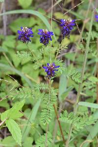 Dalea coerulea image