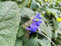 Salvia scutellarioides image