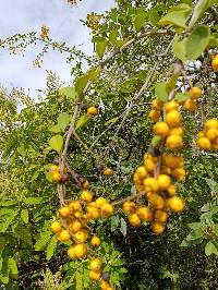 Duranta triacantha image