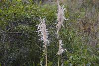 Cortaderia nitida image