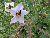 Solanum sisymbriifolium image