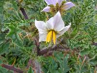 Solanum sisymbriifolium image