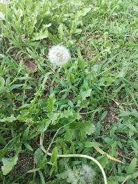 Taraxacum officinale image