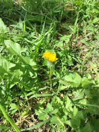 Taraxacum officinale image