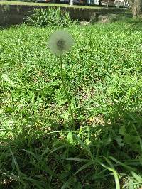 Taraxacum officinale image