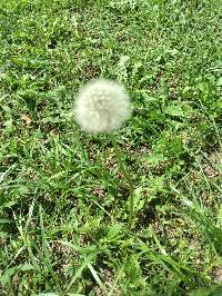 Taraxacum officinale image