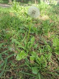 Taraxacum officinale image