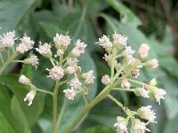 Baccharis latifolia image