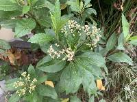 Baccharis latifolia image