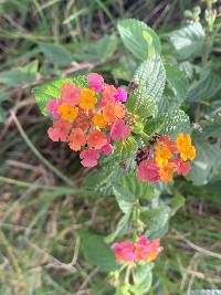 Lantana camara image