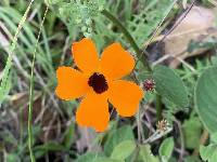 Thunbergia alata image