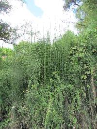 Equisetum schaffneri image