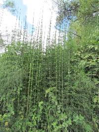 Equisetum schaffneri image