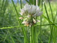 Trifolium repens image