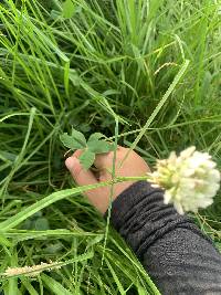 Trifolium repens image