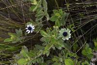 Eryngium humile image