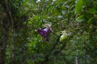 Cobaea scandens image