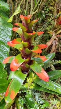 Guzmania gloriosa image