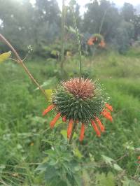 Leonotis nepetifolia image