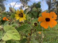 Thunbergia alata image