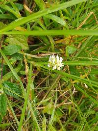 Trifolium repens image