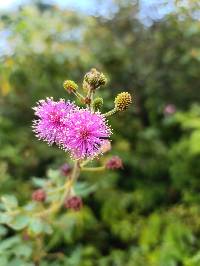 Mimosa albida image