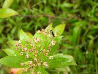 Baccharis latifolia image