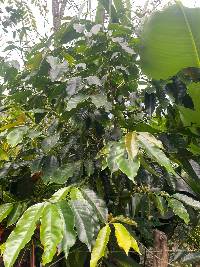 Coffea arabica image