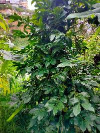 Image of Coffea arabica