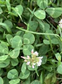 Trifolium repens image