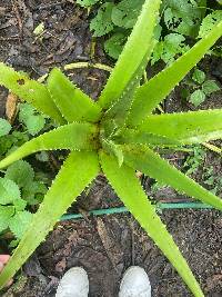 Image of Aloe vera