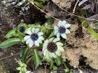 Eryngium humile image