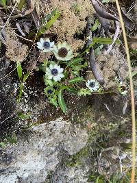 Eryngium humile image