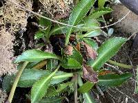 Eryngium humile image