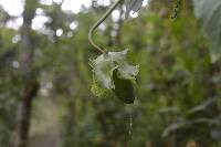 Cobaea scandens image