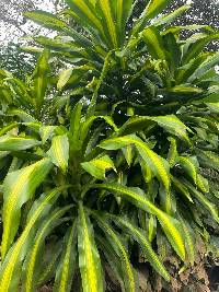 Image of Dracaena fragrans