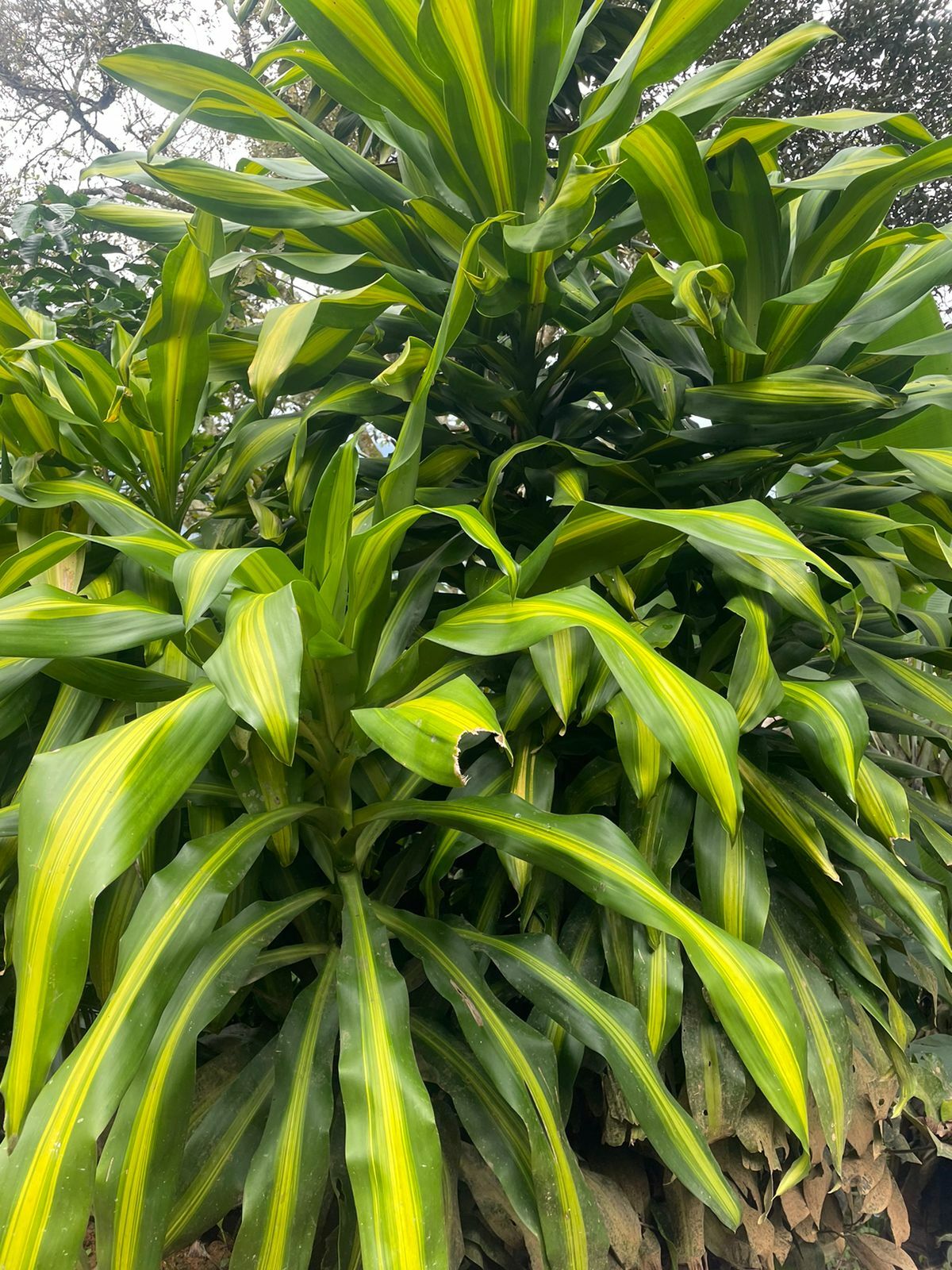 Dracaena fragrans image