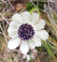 Eryngium humile image