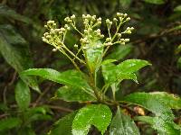 Baccharis latifolia image