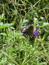 Dalea coerulea image