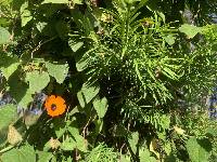 Thunbergia alata image