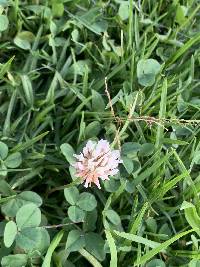 Trifolium repens image