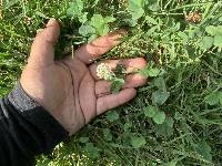 Trifolium repens image